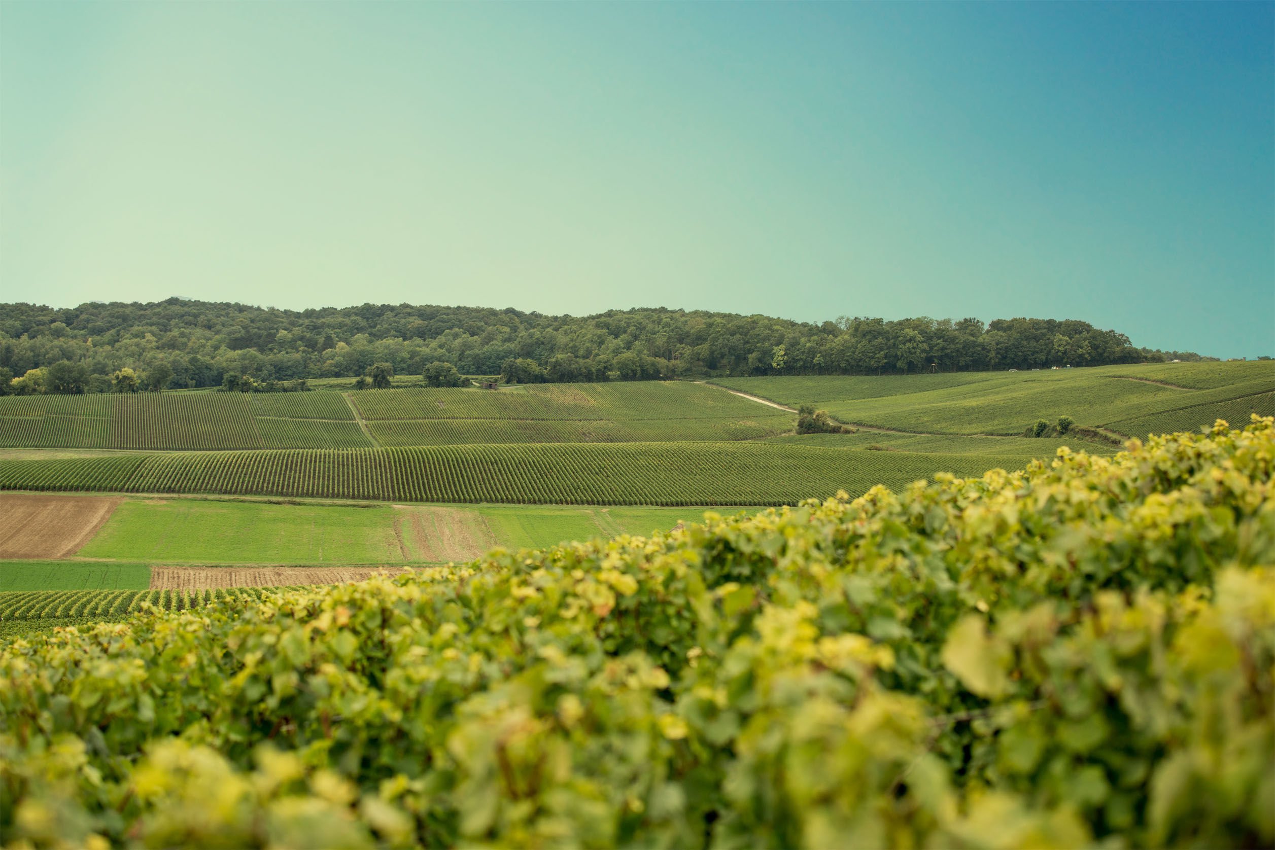 C BON POUR VOUS vignes Champagne