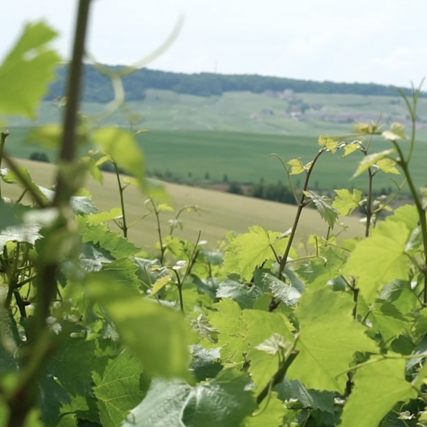Champagne de vigneron Cbonpourvous