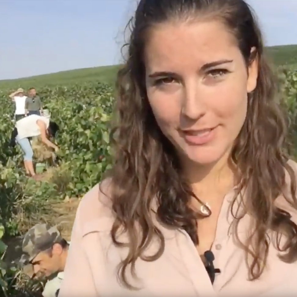 Vendanges en Champagne Cbonpourvous
